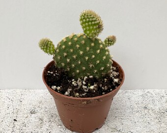 Bunny Ear Cactus - Shipped in 2.5" Pot