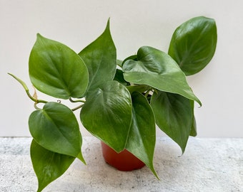 Heartleaf Philodendron | Shipped in 4"