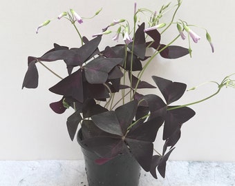 Purple Shamrock Plant | Oxalis triangularis | Shipped in 4" Pot