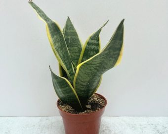 Sansevieria Superba | Snake Plant | Shipped in 4" Pot