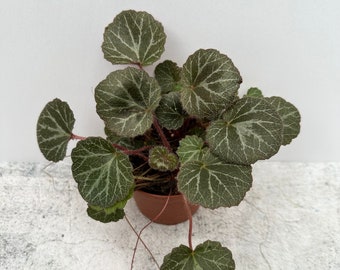 Strawberry Begonia - Shipped in 4" Pot