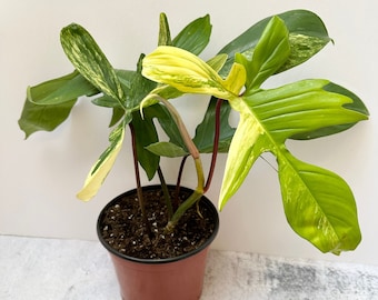 Variegated Philodendron Florida Beauty | Exact Plant | Shipped in 6" Pot