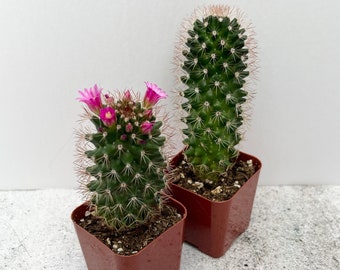 Spiny Pincushion Cactus | Mammillaria spinosissima | Shipped in 2" Pot