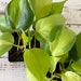 heather greene reviewed Philodendron Brasil | Hederaceum | Shipped Semi-Bare Root
