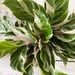 Tiffany Miyama reviewed Calathea White Fusion | Shipped in 4" Pot