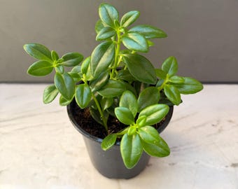 Goldfish Plant Nematanthus gregarious Shipped in 4" Pot