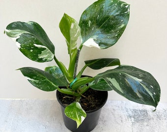 Philodendron White Wizard | Shipped in 6" Pot | Two Options