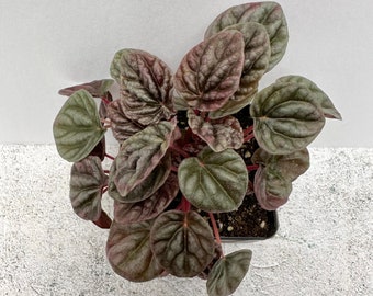 Peperomia Red Ripple - Shipped in 2.5" Pot