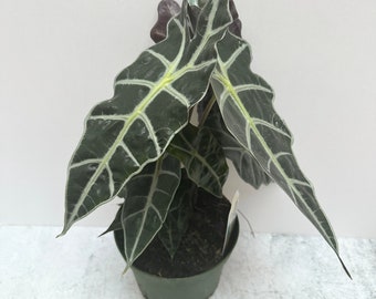 Alocasia Amazonica Polly | African Mask | Shipped in 6" Pot