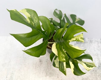 Rhaphidophora Tetrasperma Variegata Variegated Mini Monstera Ginny - Exact Plant Shipped in 4” Pot