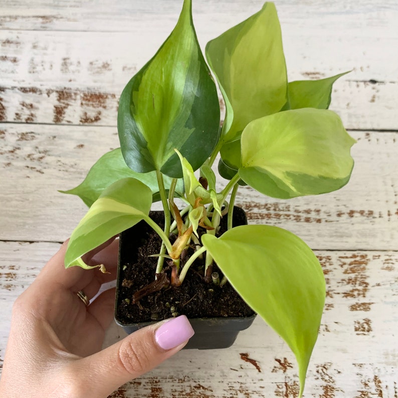 Philodendron Brasil  Hederaceum  Shipped Semi-Bare Root image 2