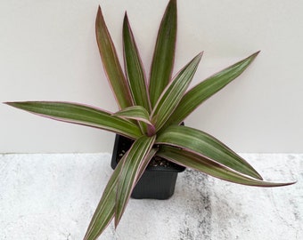 Tradescantia spathacea | Oyster Plant | Shipped in 2.5” Pot