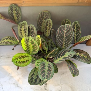 May include: A Maranta leuconeura plant, also known as a prayer plant, with large, oval-shaped leaves. The leaves are a deep green with a pattern of pink veins and a lighter green center. The plant has a lush, full appearance.