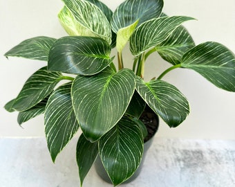 Philodendron Birkin - Shipped in 6" Pot