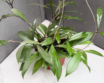 Hoya Pink Silver Pubicalyx: Variegated Tropical Wax Plant - Etsy