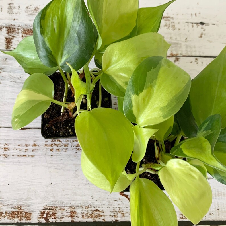 Philodendron Brasil  Hederaceum  Shipped Semi-Bare Root image 0