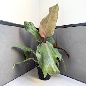 philodendron ring of fire kaufen Philodendron Ring of Fire - Philodendron Ring of Fire