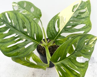 Monstera Adansonii Albo Variegated Swiss Cheese Plant - Exact Plant Shipped in 4” Pot US Seller