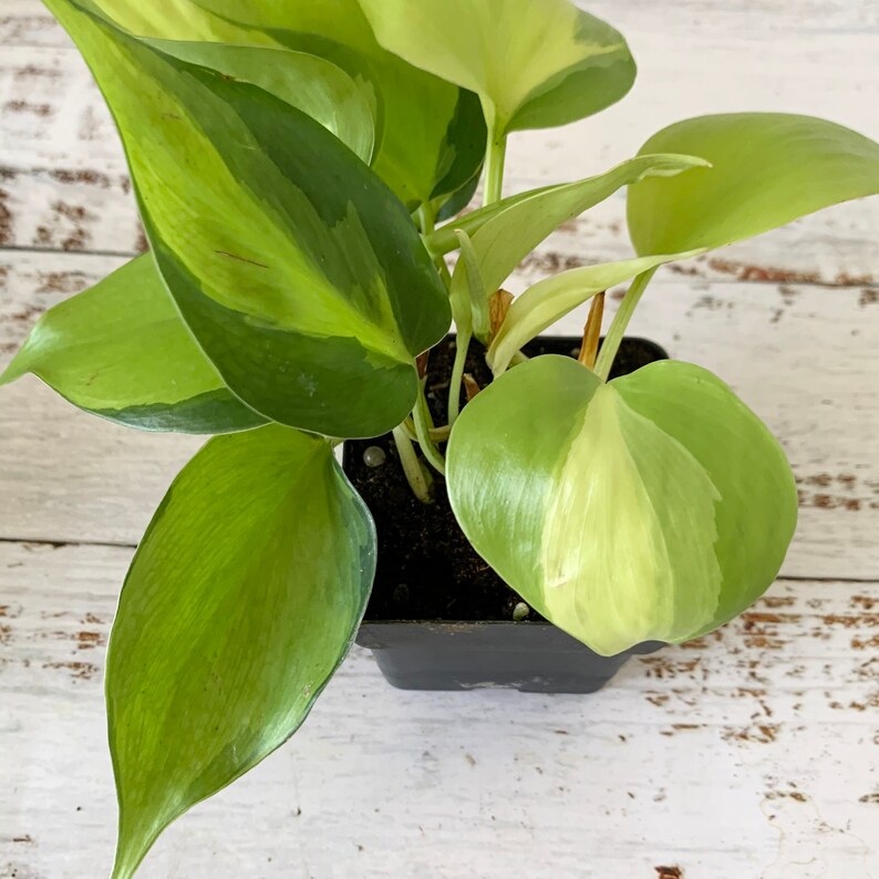 Philodendron Brasil  Hederaceum  Shipped Semi-Bare Root image 3