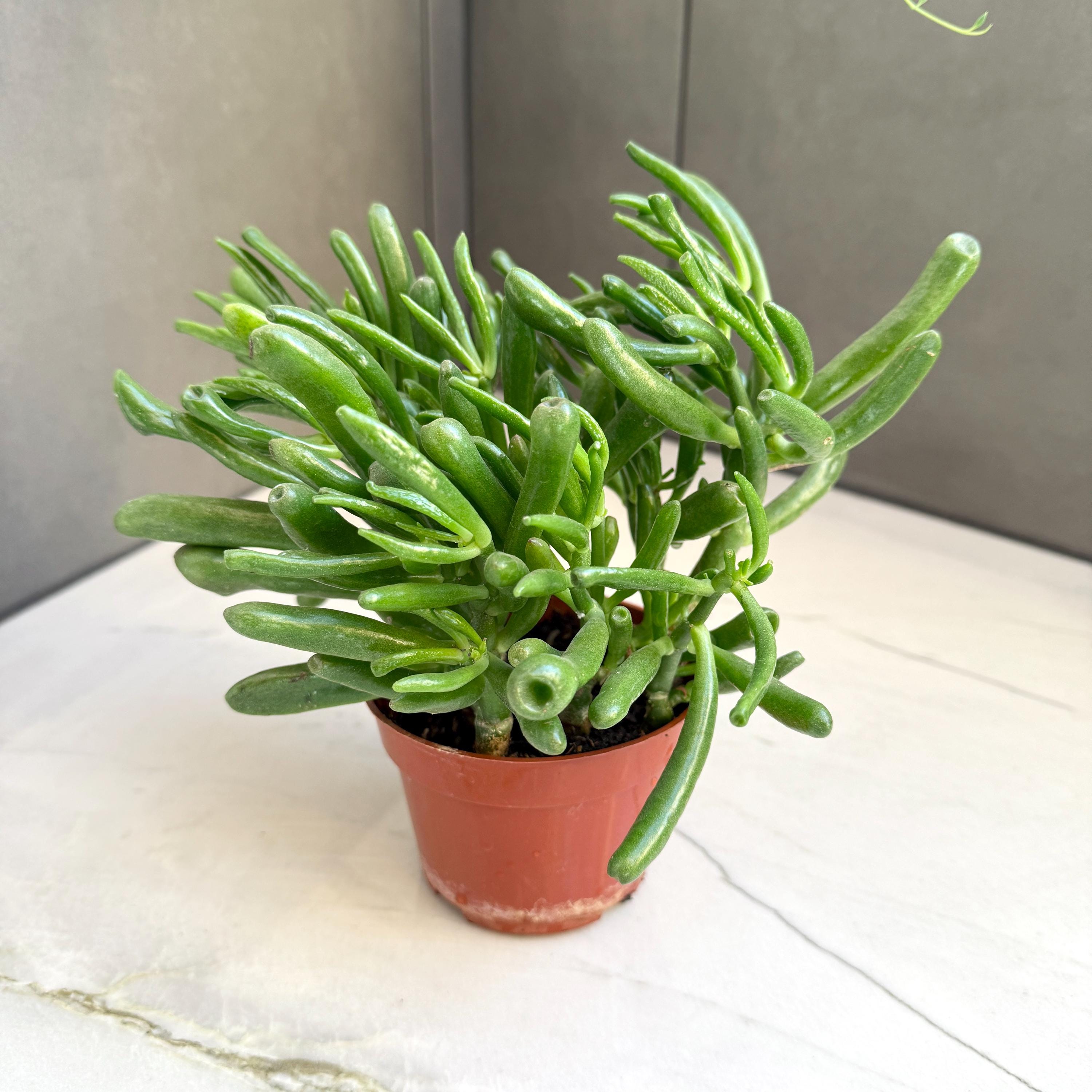 philodendron white fusion Calathea White Fusion (24 inch plant)