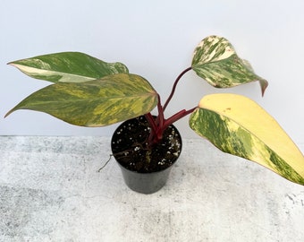 Philodendron ‘Strawberry Shake’ - Exact Plant Shipped in 4” Pot