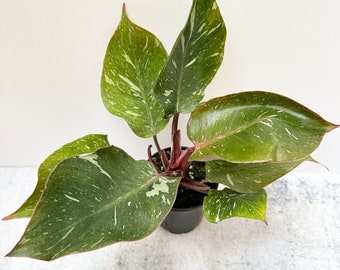 Philodendron White Knight 'Galaxy' | Exact Plant | Shipped in 4" Pot