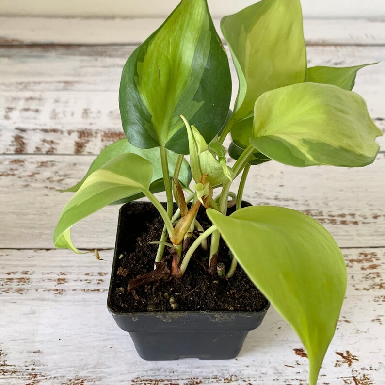 Philodendron Brasil  Hederaceum  Shipped Semi-Bare Root image 6