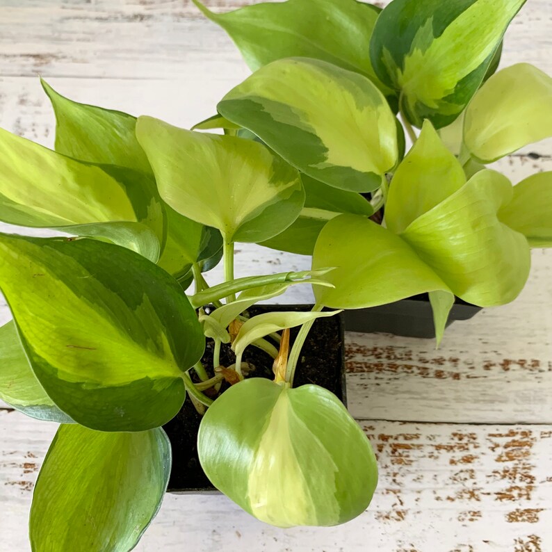 Philodendron Brasil  Hederaceum  Shipped Semi-Bare Root image 5