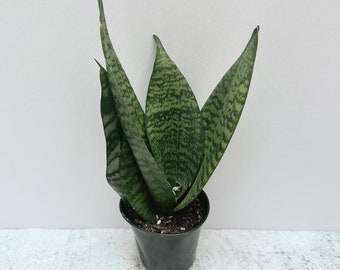 Sansevieria Zeylanica | Shipped in 4" Pot