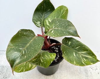 Philodendron White Knight 'Galaxy' - Exact Plant Shipped in 6" Pot