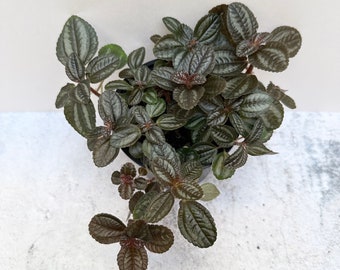 Pilea involucrata 'Norfolk' | Friendship Plant | Red Leaf Pilea | Shipped in 4" Pot