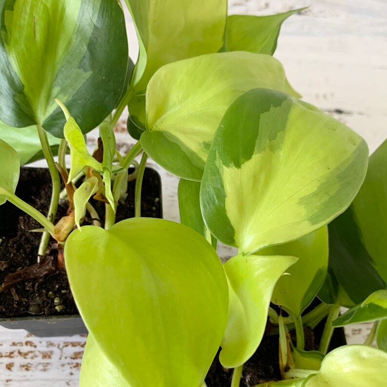 Philodendron Brasil  Hederaceum  Shipped Semi-Bare Root image 1