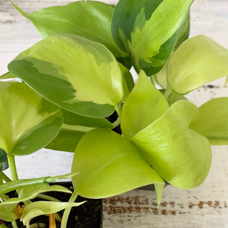 Philodendron Brasil  Hederaceum  Shipped Semi-Bare Root image 4