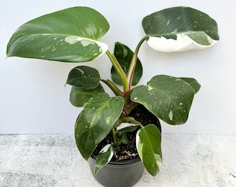 Philodendron 'White Princess' - Exact Plant Shipped in 6" Pot