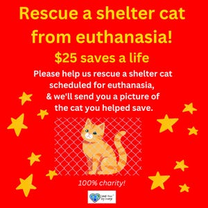 Help Save a SHELTER CAT of Kitten Scheduled for EUTHANASIA * Rescue * Save a Life * Don&#39;t Let an Innocent Pet Die * Help * 100% Charity