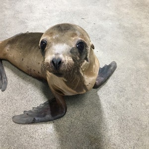 Shop for a Cause: Feed a Rescued Baby Seal 10 Pounds of Fish for a Healing Seal Pup Rescue Nonprofit 100% Charity image 4