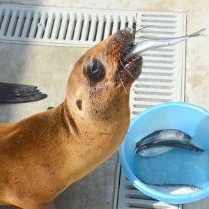 Shop for a Cause: Feed a Rescued Baby Seal 10 Pounds of Fish for a Healing Seal Pup Rescue Nonprofit 100% Charity image 3