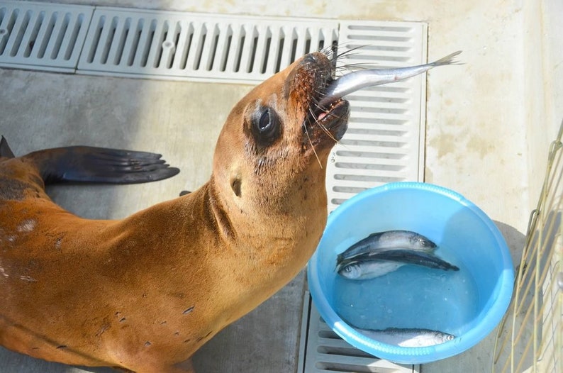 Shop for a Cause: Feed a Rescued Baby Seal 10 Pounds of Fish for a Healing Seal Pup Rescue Nonprofit 100% Charity image 3