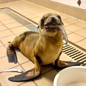 Shop for a Cause: Feed a Rescued Baby Seal 10 Pounds of Fish for a Healing Seal Pup Rescue Nonprofit 100% Charity image 2