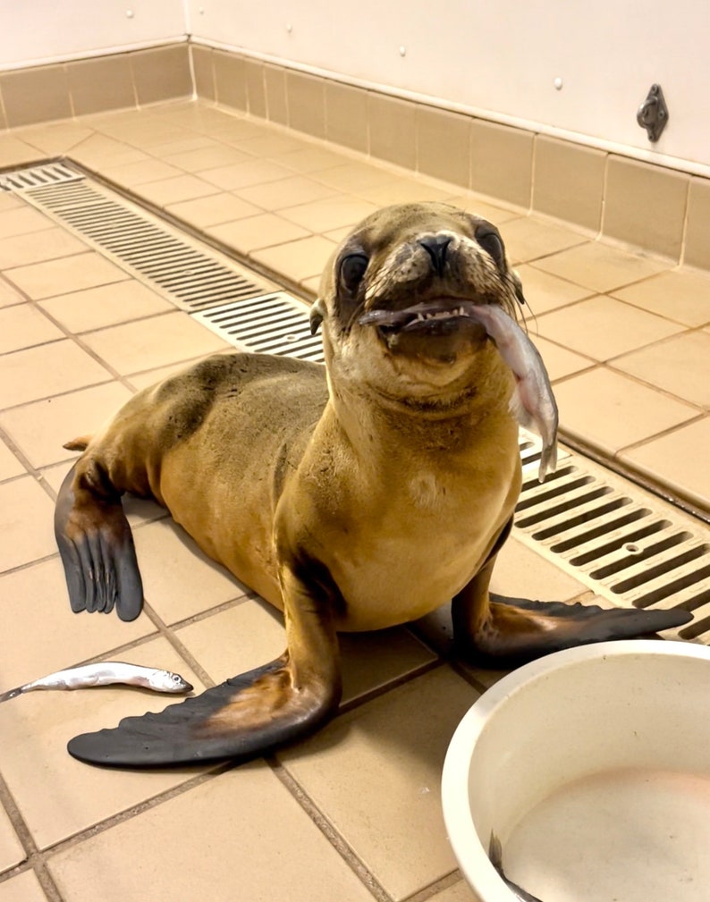 Shop for a Cause: Feed a Rescued Baby Seal 10 Pounds of Fish for a Healing Seal Pup Rescue Nonprofit 100% Charity image 2