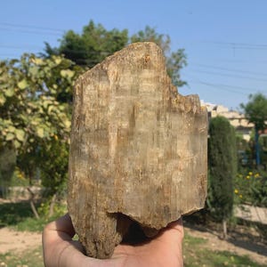 Könnte beinhalten: Ein großes, rohes Stück versteinertes Holz mit einer vertikalen, faserigen Maserung. Das Exemplar zeigt erdige Töne in Beige, Hellbraun und Sandfarben, mit einer rauen, unebenen Oberkante und einer dichten Struktur mit sichtbaren mineralisierten Schichten.
