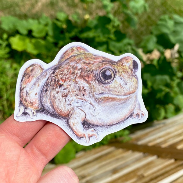 Colored Pencil Frog Drawing Etsy