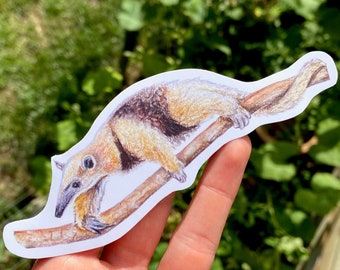 May include: A sticker of a brown and white anteater with a long snout, climbing a brown branch. The anteater is drawn in a realistic style with detailed fur and claws.