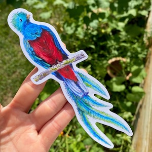 Sticker Quetzal, dessin d'animal au crayon de couleur, sticker pour ordinateur portable Art, oiseaux exotiques, faune de la jungle du Guatemala