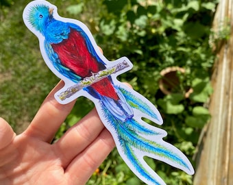 Quetzal Sticker: Colored Pencil Drawing, Guatemala Bird Decal