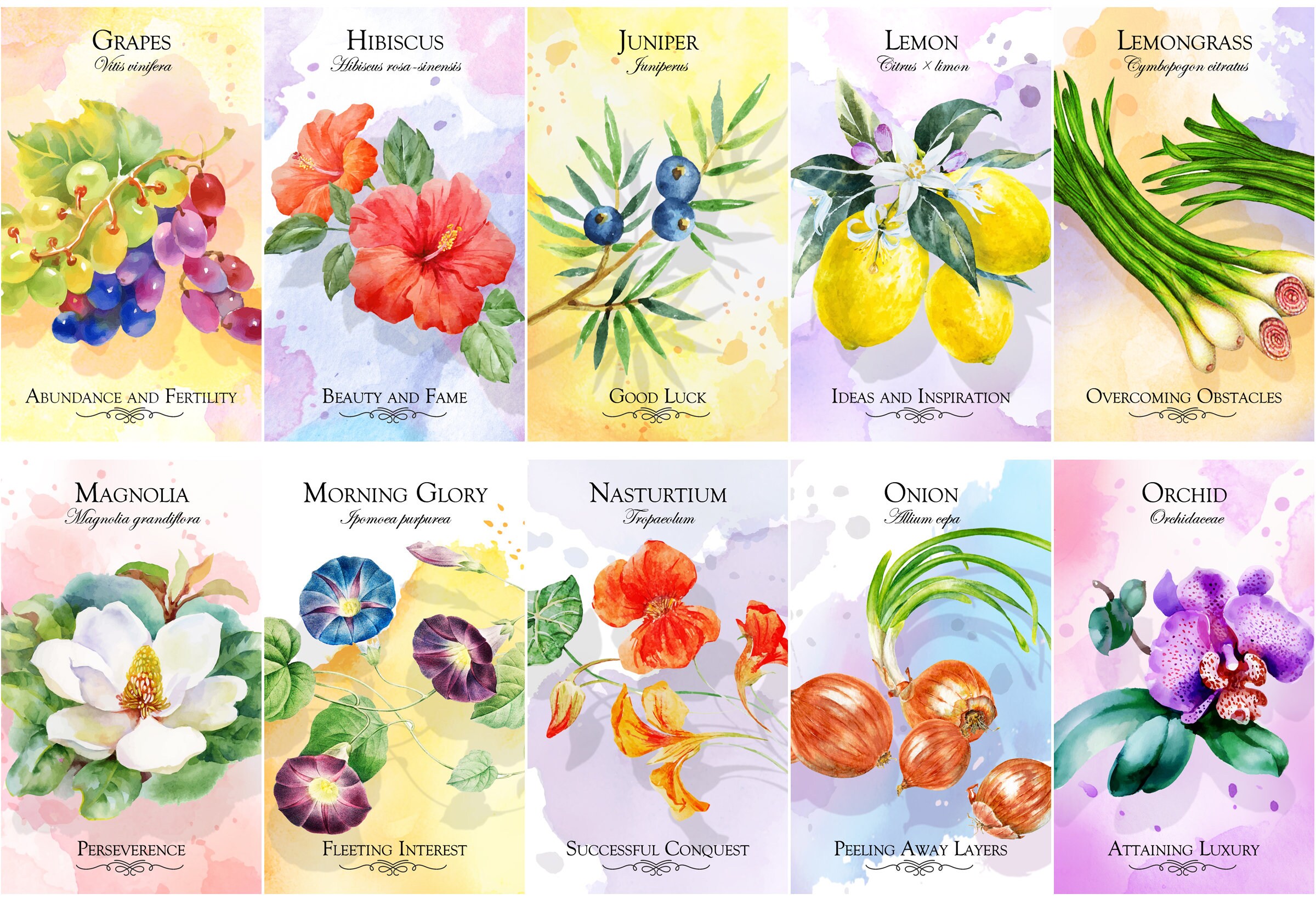Botanical Messages Flower Oracle Deck Flower Oracle Cards | Etsy Canada