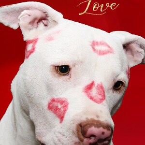 CUSTOM PREORDER: Golden Soulmates Love Oracle Deck of Romance Tarot-Sized Cards zdjęcie 9