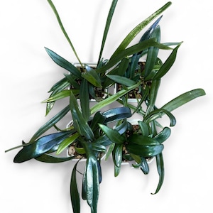 Microsorum thailandicum / Blue Oil Fern (narrow form) with new growths | Rare Plant | US Seller | NurseSeries