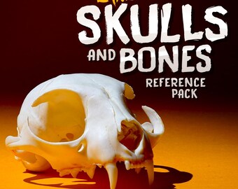Lane's Skulls and Bones - Reference Pack / Still Life / Photos / Painting Drawing