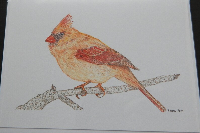 Wild Bird Note Cards